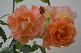 La gentilezza dell'amore