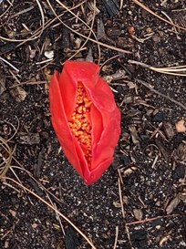 Una persona su sei ne mondo utilizza strumenti di IA generativa